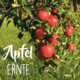 Apfelernte in Serrig